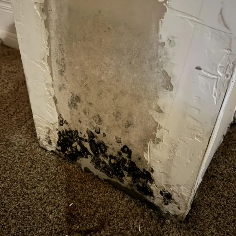 Professional Mold Removal in North Kansas City, MO